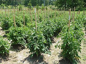 the-tomato-is-the-no-1-crop-grown-in-home-gardens