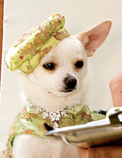 beverly hills chihuahua toy