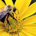<p><b>Buzzing around</b></p>
<p>A bumblebee ate nectar from a flower on the newly opened Crystal Br...