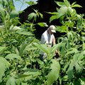 <b>Meeting compliance</b>
Terry Law worked cutting brush Monday behind his building on Southwest A ...