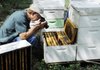 Tom Rasberry photographs Rasberry crazy ants attacking a honeybee hive in Pearland, Texas. 
