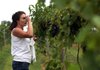 Aundrey House, proprietor of Chateau Aux Arc, tests grapes for sweetness using a retractrometer in her vineyards near Altus.