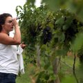 Aundrey House, proprietor of Chateau Aux Arc, tests grapes for sweetness using a retractrometer in h...