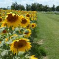 <b>Here comes the sun ... flowers</b>
Mark Carlock admires a field of sunflowers Monday while on a ...