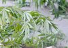 The Rogers Police Department received a tip Thursday that resulted in officers finding several marijuana plants growing outside of a home at 21424 Deer Run Lane in Rogers.