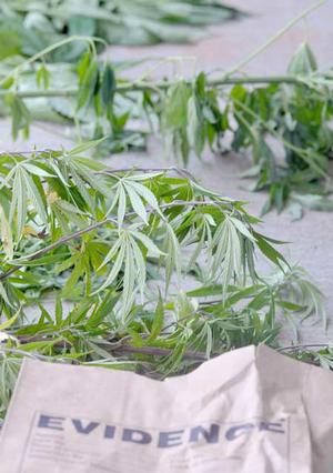 The Rogers Police Department received a tip Thursday that resulted in officers finding several marijuana plants growing outside of a home at 21424 Deer Run Lane in Rogers.
