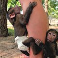 A pair of baby baboons clung to the leg of caretaker Angela Wilmonth n the petting area of the Wild ...