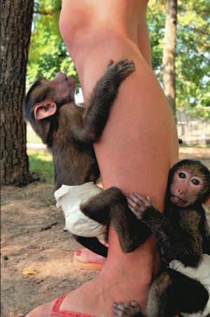 A pair of baby baboons clung to the leg of caretaker Angela Wilmonth n the petting area of the Wild Wilderness Drive-Through Safari in Gentry.  The baboons are Max, left, and Marie.  Marie has her nails painted.