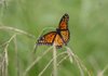 A Monarch butterfly rests on grasses Friday at the Woolsey Wet Prairie Wetlands east of the West Side Wastewater Treatment Plant in Fayetteville. The prairie is home to many different types of plants, animals and insects.