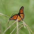 A Monarch butterfly rests on grasses Friday at the Woolsey Wet Prairie Wetlands east of the West Sid...