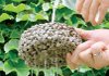 Pervious concrete is made using carefully controlled amounts of water and cement to form a paste that thickly coats agregate particles and binds them together but leaves voids that let water seep through into the ground.
