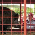 Pet the pig:  University of Arkansas football fans Mike Valdez of Siloam Springs and Jennifer Thurma...