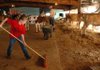Taylor Spinks, 11, of Prairie Grove cleans up after her cows Aug. 22, 2008, at the Washington County Fair in Fayetteville.