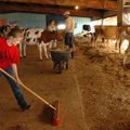 Taylor Spinks, 11, of Prairie Grove cleans up after her cows Aug. 22, 2008, at the Washington County...