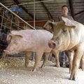 Jarid Mounce, 14, a member of the Farmington Future Farmers of America, guides a pair of hogs to the...