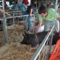 <b>Hog pen</b>
Keith Napier, with the Lincoln FFA, helps put a hog back into its pen Tuesday during...