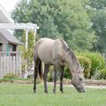 <b>Sweet taste of freedom</b>
A horse found its way out of the pasture and into the front yard of a...