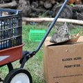 <b>Meow's the time</b>
A 6-week old kitten hung out on a cardboard box while watching another kitte...