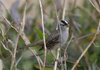 A white-crowned sparrow.