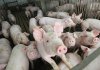 Pigs crowd the corner of their pen last week on the Pope County hog farm owned by Charlie and Tommy Metz. The brothers say they lose between $10 and $20 on each pig they sell right now. 