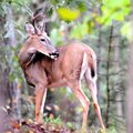<b>A little grooming</b>
A buck paused to lick his fur while he and two does browsed between the ho...