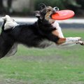 <b>Dog catcher</b>
A 2-year-old Australian shepherd and border collie mix named Draykun caught a fl...