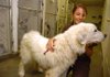 Savanna Bluff, with the Wedington Animal Hospital, pets a Great Pyrenees named Roxie on Wednesday. Roxie is staying at the hospital with 15 other dogs who were rescued from a home in Madison County. The hospital is treating the dogs for various medical conditions, and the Humane Society of the Ozarks is looking for homes for the animals. The dogs should be available for adoption in two weeks. 
