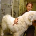Savanna Bluff, with the Wedington Animal Hospital, pets a Great Pyrenees named Roxie on Wednesday. R...