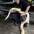 Kyle Richmond of Springdale holds his albino Burmese python Friday afternoon after it was found seve...