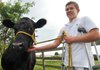 Joshua Lockhart, 13, of Bentonville is shown with his cow, Leah, on his family farm in Bentonville on Thursday. 
Lockhart is gearing up for his fourth year showing at the Benton County Fair, which starts Tuesday.