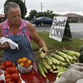Debi Dickson of Natonia, Mo., dries ears of corn after a quick downpour Monday morning in Rogers. Di...