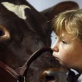 Brittany Crawley, 10, of Maysville and Crawley's Valley View Farms shows her Milking Shorthorn, Magg...