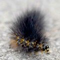 <b>How fuzzy was he?</b>
A fuzzy caterpillar made his way across the roadway at the Benton County F...