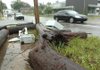 A shattered telephone pole lies along College Avenue between Davidson Street and Trenton Boulevard in Fayetteville on Wednesday after a Toyota 4Runner ran into the pole causing it to land on top of the vehicle Tuesday night. Power workers repaired the pole in just a few hours after the accident.
