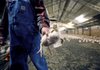 A Pilgrim's Pride contract chicken grower holds a 3-week-old chick at a farm near Pittsburg, Texas, in December.