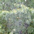 <b>Dew drop in</b>
A spider's hard work could be seen under a cloudy sky in north Bentonville with ...