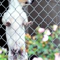 <b>Find me somebody to love</b>
A dog looked out of his kennel at the Rogers Animal Shelter waiting...
