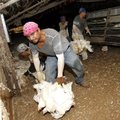 Workers catch hens and load them into a module on Wednesday, Aug. 26, 2009 inside one of the houses ...