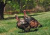 The fall turkey season, scheduled to begin Oct. 1 for archery and Oct. 26 for firearms, has been canceled. 