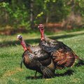The fall turkey season, scheduled to begin Oct. 1 for archery and Oct. 26 for firearms, has been can...