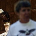 rkansas Democrat-Gazette/William Moore
Lynn Sciumbato talks about rehabilitating wraptors for relea...