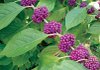 Beautyberry has some of the showiest fruits of any shrub and will grow well in sun or partial shade.