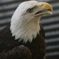 A Bald Eagle sits at Morning Star Wildlife Rescue Wednesday, September 23, 2009 outside of Gravette....