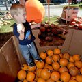 <b>This is the one</b>
Jacob Howell, 3, called to his mother that he found the pumpkin that he like...