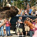 <b>Free bird</b>
An estimated crowd of 500 watched as a leather-gloved Lynn Sciumbato released a ba...