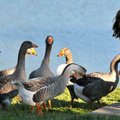 <b>Grub for the gaggle</b>
Paige Flynn, 8, of Bella Vista fed the geese while enjoying a snack with...