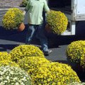 Derrick Burrell with the Garden of Eden in Fayetteville helps unload a shippment of mums tuesday aft...