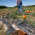 Dennis McGarrah of Pea Ridge walks through one of the pumpkin patches on his farm. McGarrah said he ...