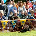  An estimated crowd of 500 people watched the third annual Bella Vista Animal Shelter Wiener Dog Rac...