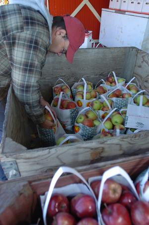 Still fruitful Chris Pyeatte sacks bags of apples Friday at the Apple House in Appletown near Lincoln. The store is open, but its owner says the apple business isn't as robust as it once was.